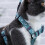 Cat Harness And Leash Set,Adjustable For Walking With Safety Buckle-Greym 2