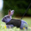Small Pet Harness Bell, No Pull Comfort Padded Vest Durable Nylon-Blackl 2