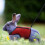 Small Pet Harness Bell, No Pull Comfort Padded Vest Durable Nylon-Reds 2