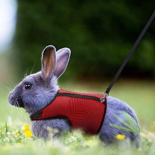 Small Pet Harness Bell, No Pull Comfort Padded Vest Durable Nylon-Reds 1