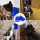Fuzzer|13*8*4.5 Corner Grinder-Blue 5