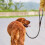 Hunting Dog Leash Dog Walking And Training Leash Strong Nylon No Pull Leash 3