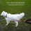Reflective Stretch Dog Leash Elastic Dog Training Leash?Purple? 3