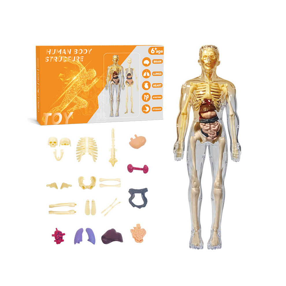 (Fully Transparent) Human Body Structure Toys Kids Early Educational Model Tool Science Toy Kit