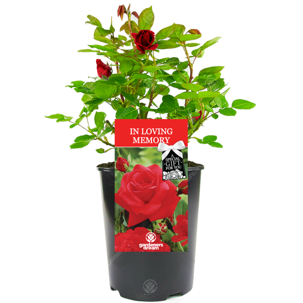 Gardeners Dream In Loving Memory Rose - Memorial Gift - Live Rose Bush Plant