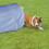 Hundetunnel Agility 2m 2