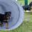 Hundetunnel Agility 2m 3