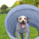Hundetunnel Agility 2m 5