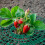 Dichtmaschiges Vogelnetz 3er Set 3