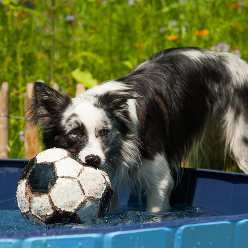 Dog pool 120x30 cm 2