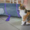 Pop-up-Katzentunnel mit Maus-Design 5