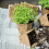 Cultivation pots 120 sets with tools 2
