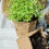 Cultivation pots 240 sets with accessories 6