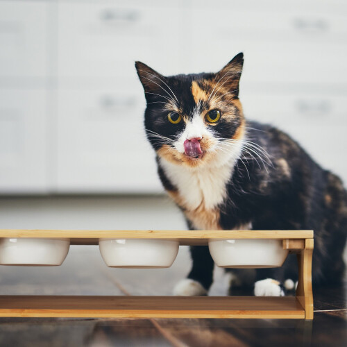Futterstation für Katzen mit 3 Näpfen 1
