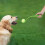 Bullet Bumpers für Hunde 4er Set 2