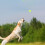 Bullet Bumpers für Hunde 4er Set 5