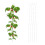 10er Set Spiralstäbe Tomaten 1