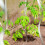 10er Set Spiralstäbe Tomaten 2