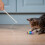 Angelrute für Katze, 5er Set 5