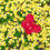 Sprinklerblume - 6er Set 3