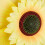 2er Set Windmühle Sonnenblume 7