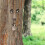 Holzgesicht mit Ruhegeste 2