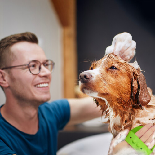Massagebürste Hund & Katze 3er Set 2