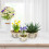 Runder Blumentopf Birke 3er Set 2