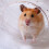Hamsterball mit hellblauem Deckel 5