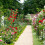 Black rose arch 5