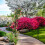 Black rose arch 2