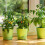 Blumenstäbe 30 cm im 50er Set 5
