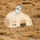 Wooden hamster house 2