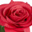 Ewige Rose im Glas mit Kerze 7
