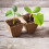 Cultivation pots 240 pcs. 5