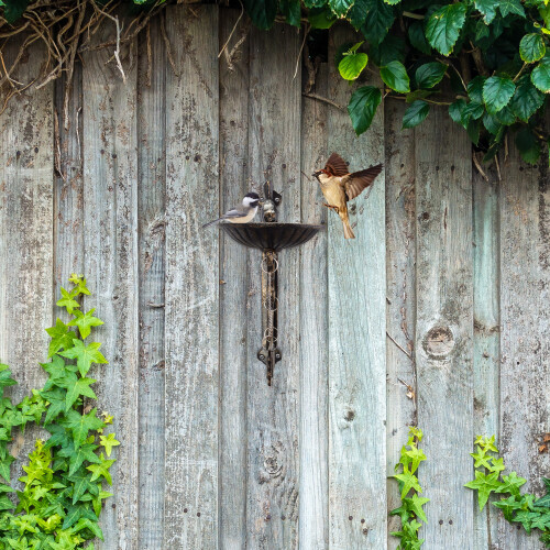 Vogelbad aus Gusseisen 2