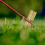 Sticks 4er Set T-Steel 5