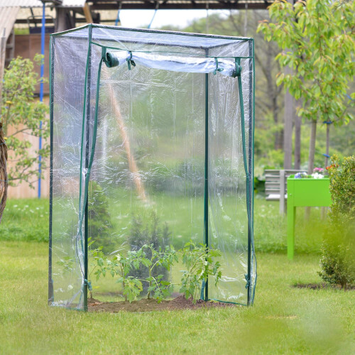Tomatenanbau im Gewächshaus 1