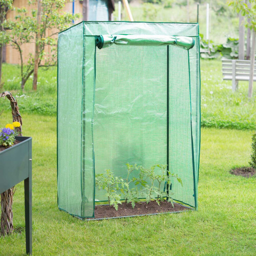 Greenhouse tomato cultivation 1