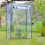 Greenhouse tomato cultivation 5
