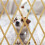 Cancelletto retrattile in bambù per cani 5
