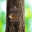 Hängendes Futterhäuschen für Eichhörnchen 3