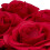 Weiße runde Rosenbox mit 4 Rosen 8