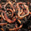 Composting Tiger Worms, Compost, Wormery, Compost Bins, Wormeries 1
