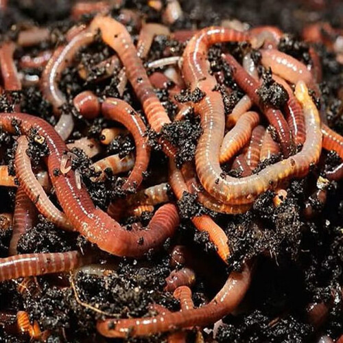 Composting Tiger Worms, Compost, Wormery, Compost Bins, Wormeries