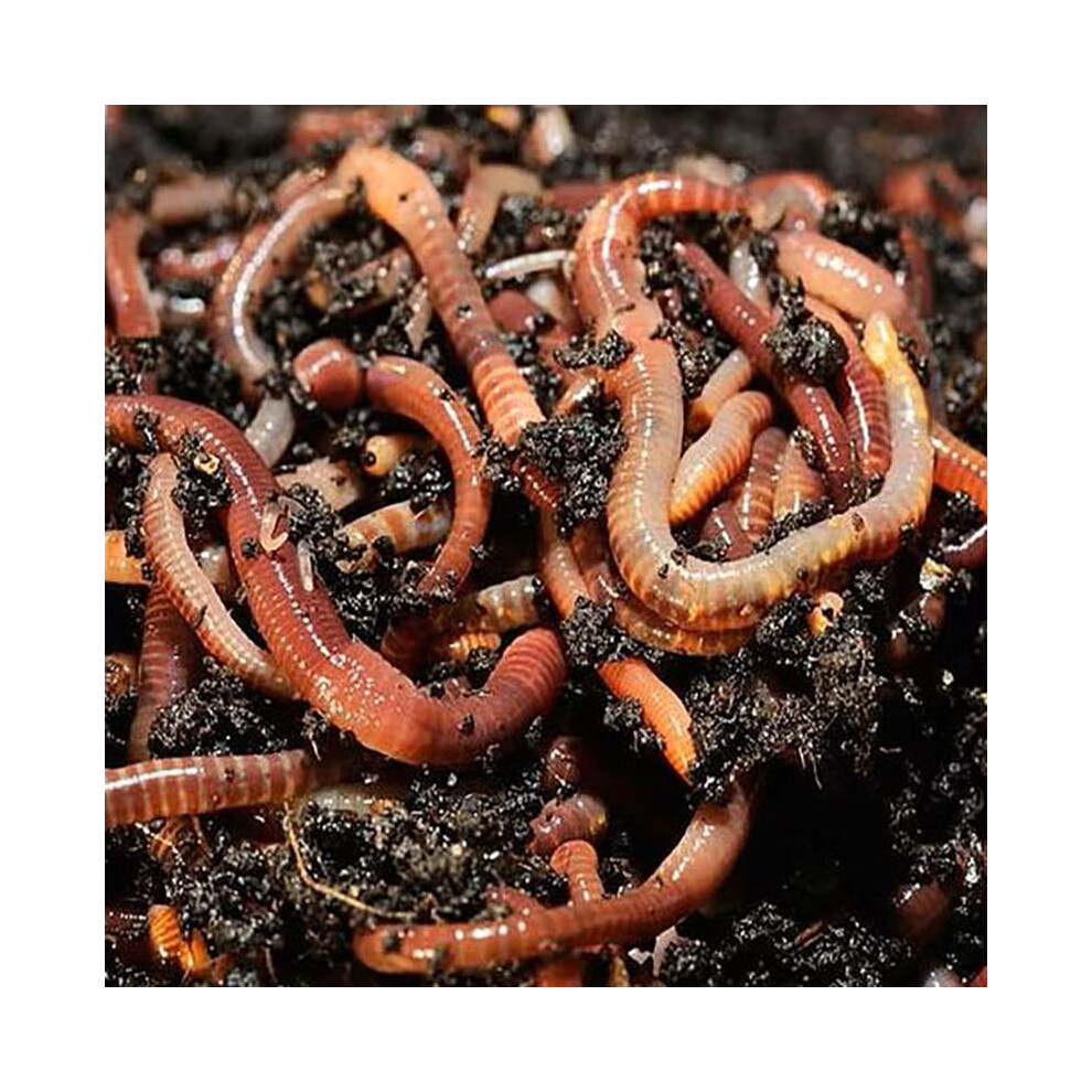 Original Organics Composting Tiger Worms, Compost, Wormery, Compost Bins, Wormeries