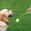 Kugeln für Hunde 2er Set 2