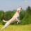 Kugeln für Hunde 2er Set 5