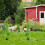 Rosenbogen aus Metall 3