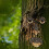 Baumgesicht Naturgeist 2